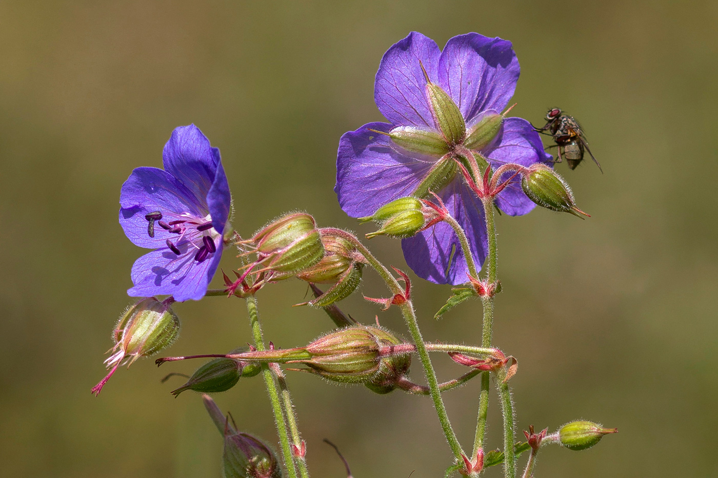 Изображение особи Geranium pratense.