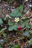 Fragaria vesca