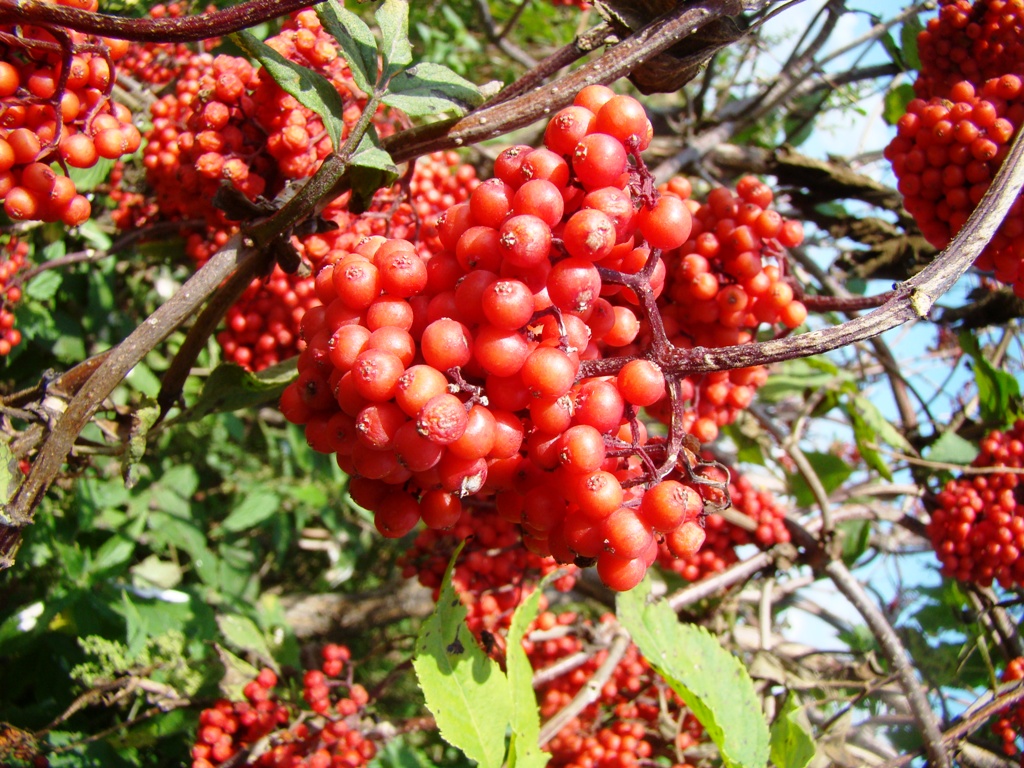 Изображение особи Sambucus racemosa.