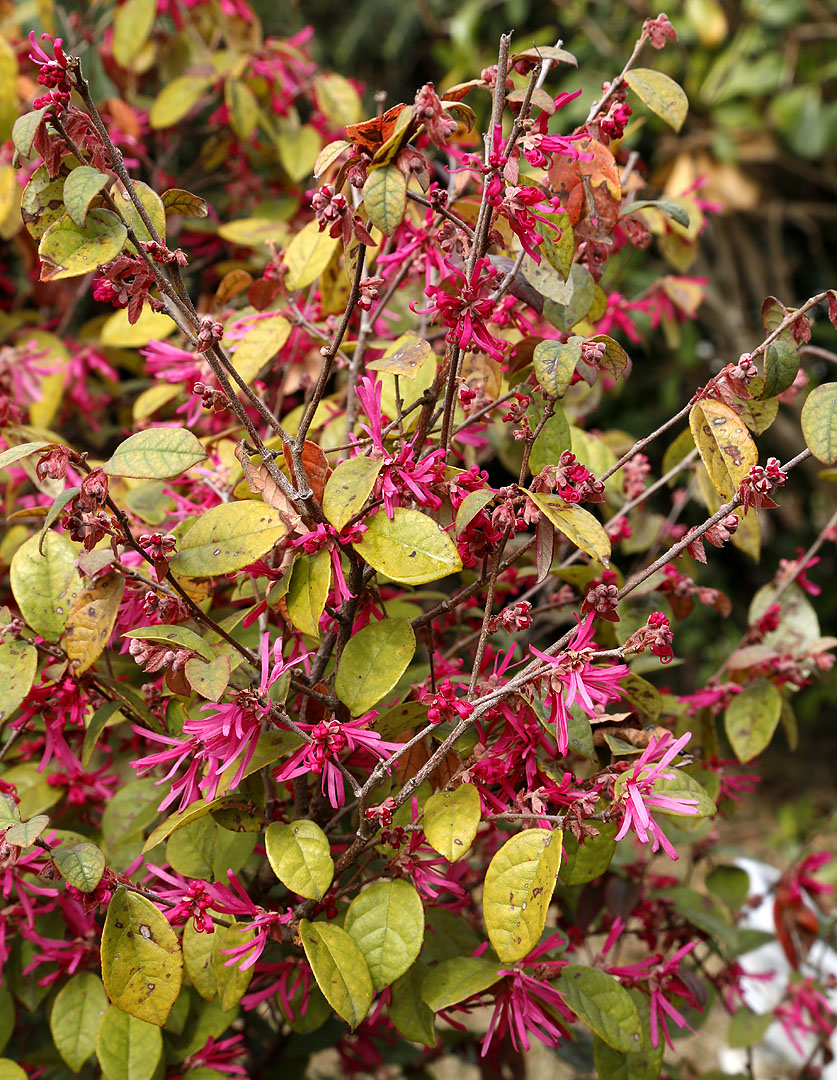 Изображение особи Loropetalum chinense var. rubrum.