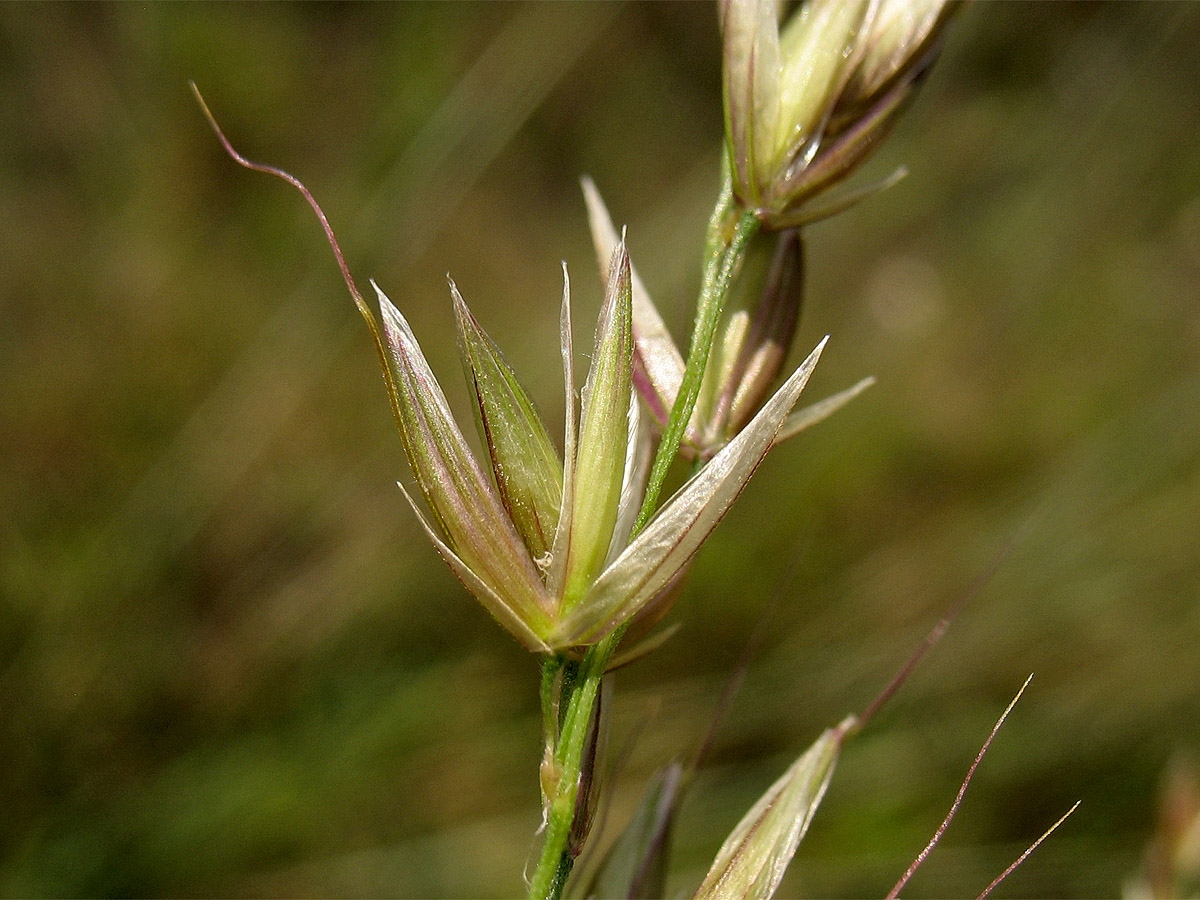 Image of Arrhenatherum elatius specimen.