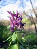 Corydalis solida