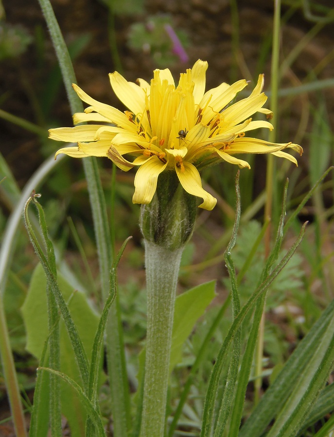 Image of Scorzonera mollis specimen.