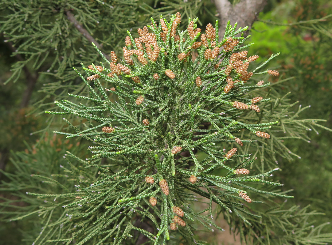 Изображение особи Juniperus chinensis.