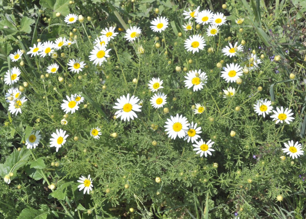 Image of genus Anthemis specimen.