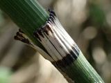 Equisetum hyemale