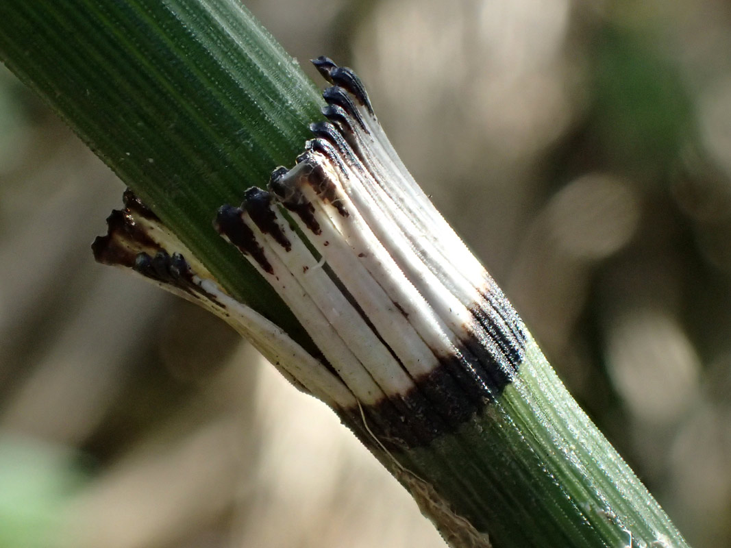 Изображение особи Equisetum hyemale.