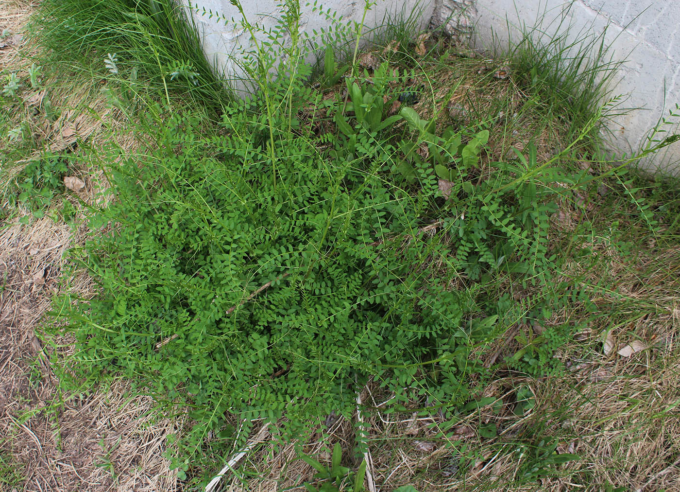 Изображение особи Vicia sylvatica.