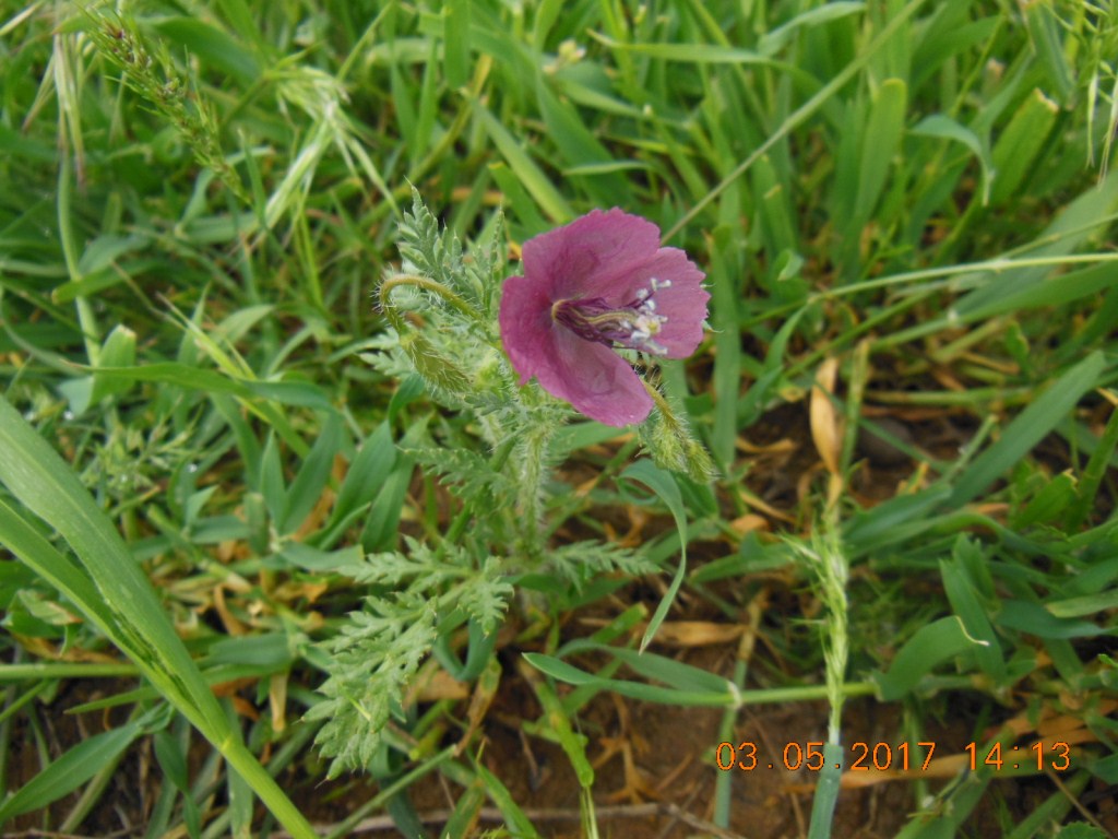 Изображение особи Roemeria hybrida.