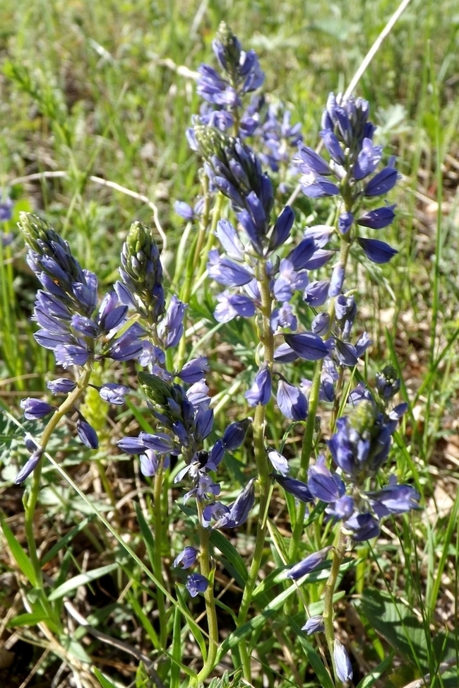 Изображение особи Polygala hybrida.
