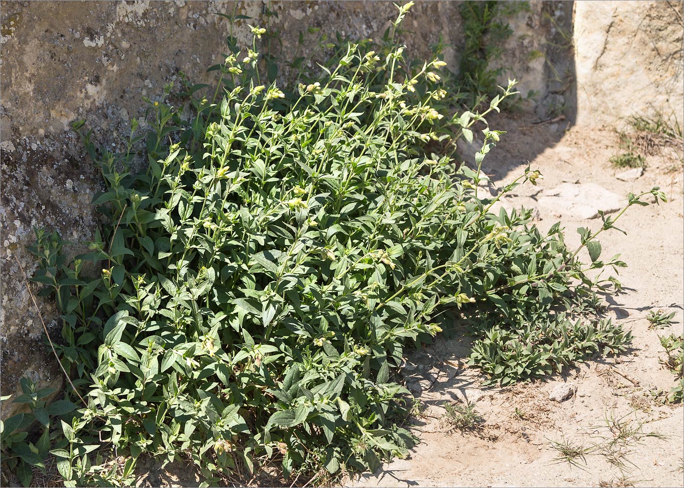 Изображение особи Melandrium latifolium.