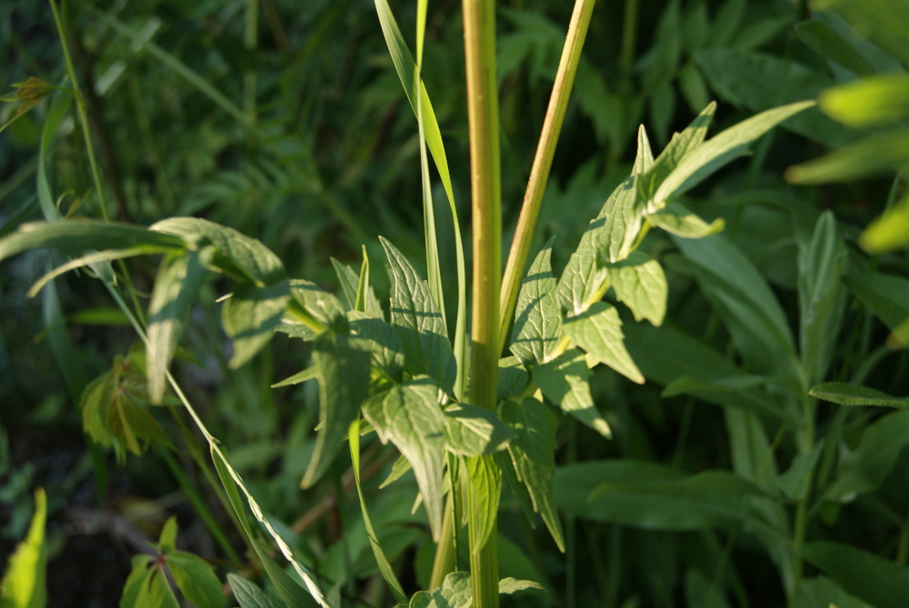 Изображение особи род Valeriana.