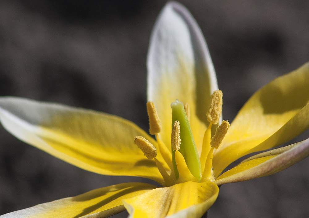 Image of Tulipa tarda specimen.