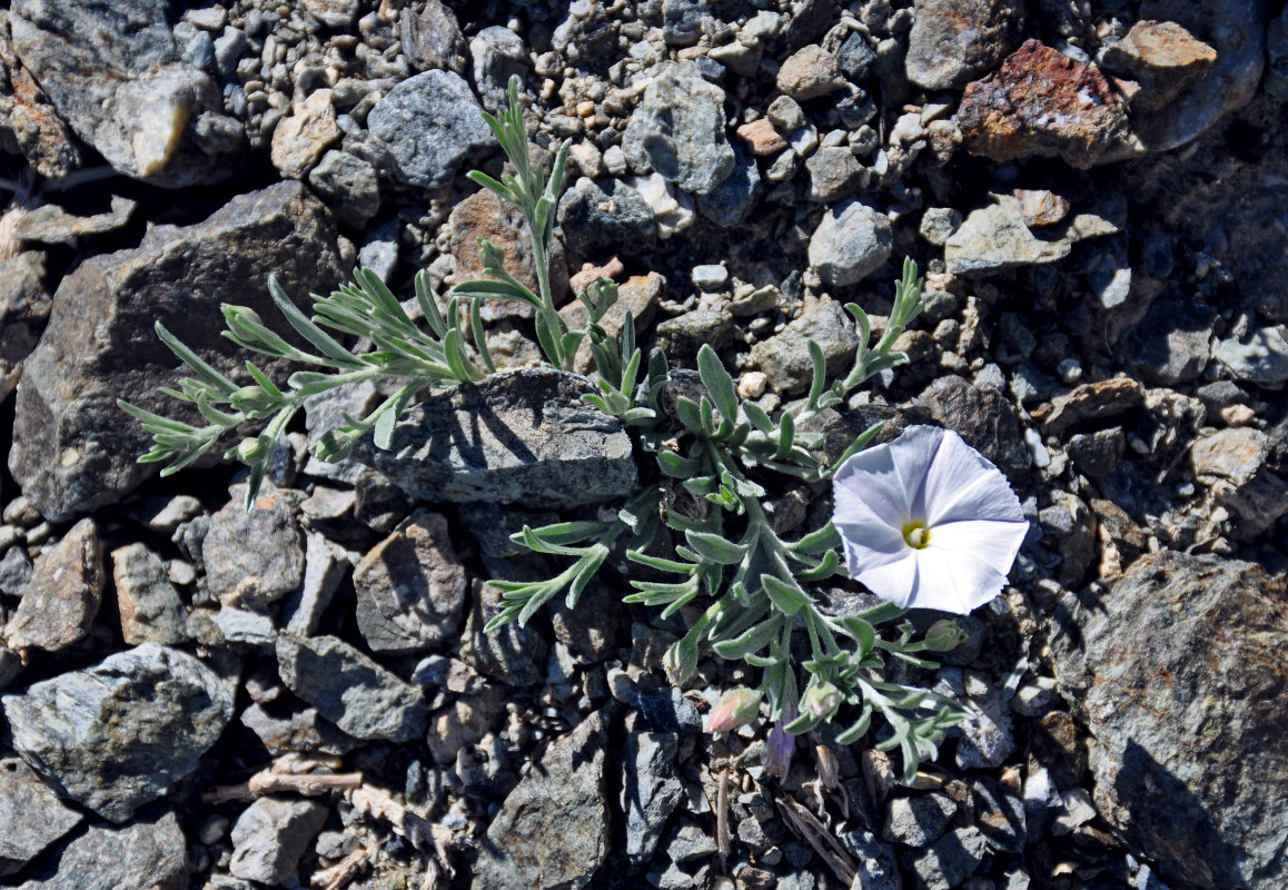 Изображение особи Convolvulus ammannii.