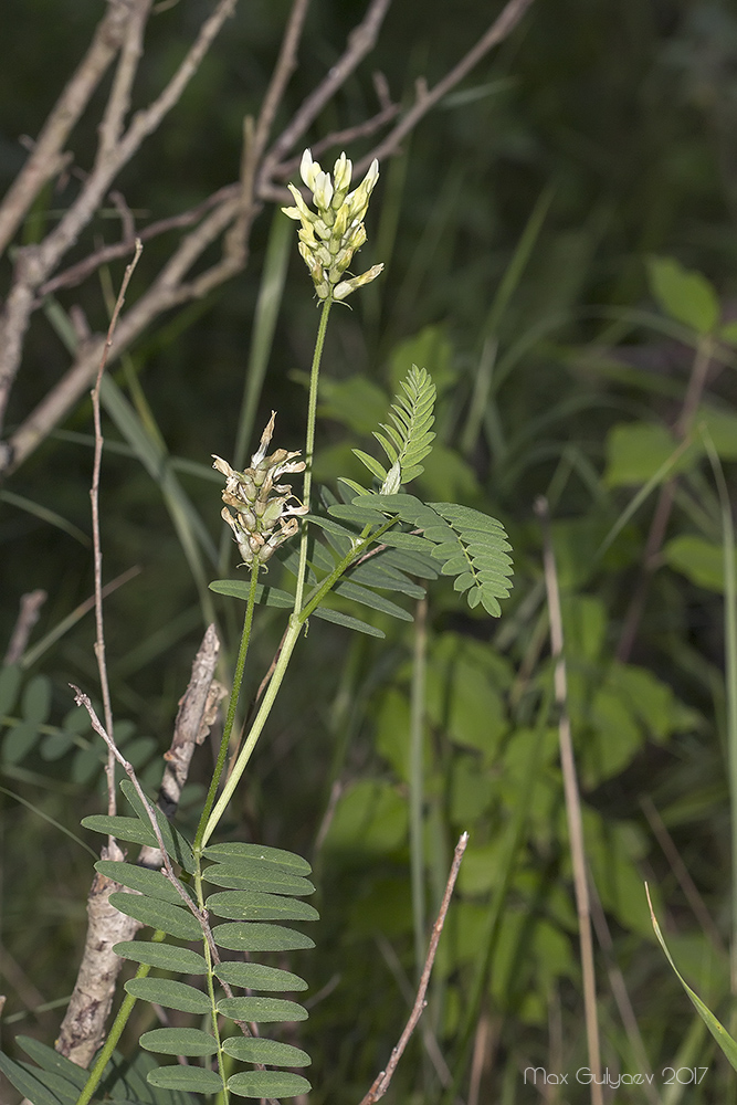 Image of Astragalus cicer specimen.