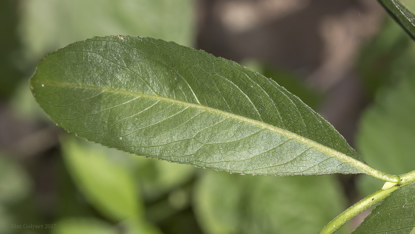 Image of genus Salix specimen.