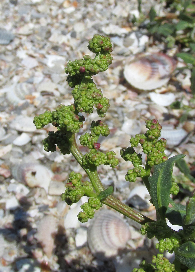 Image of Oxybasis glauca specimen.