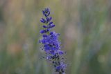 Veronica longifolia