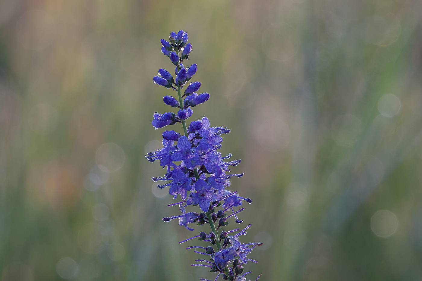 Изображение особи Veronica longifolia.
