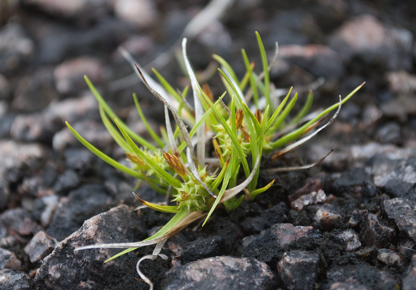 Изображение особи Carex serotina.