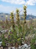 Pedicularis talassica. Цветущее растение. Южный Казахстан, Таласский Алатау, запов. Аксу-Жабаглы, урочище Каскабулак, выс. 3050 м н.у.м., субальпийский луг на моренных отложениях. 16 июля 2017 г.