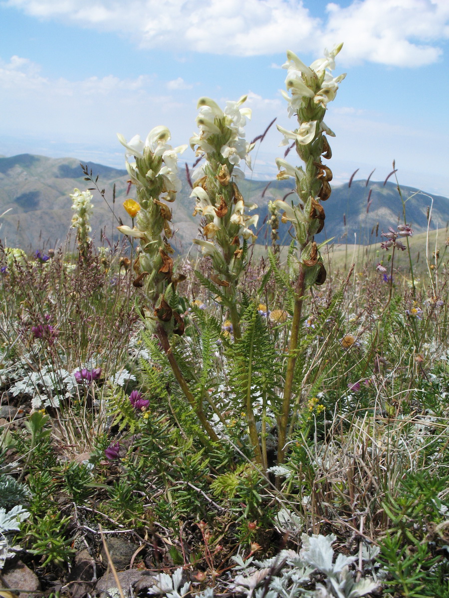 Изображение особи Pedicularis talassica.