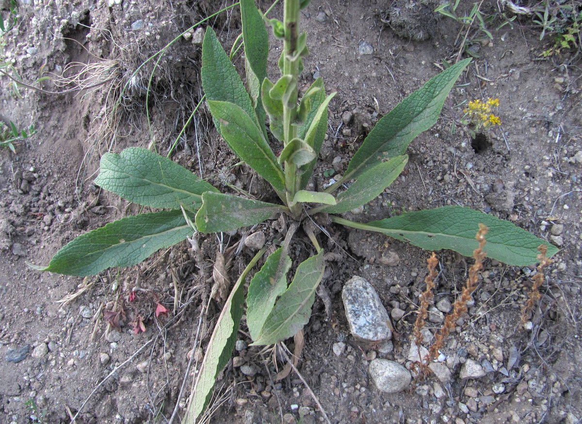 Image of Verbascum × ignescens specimen.