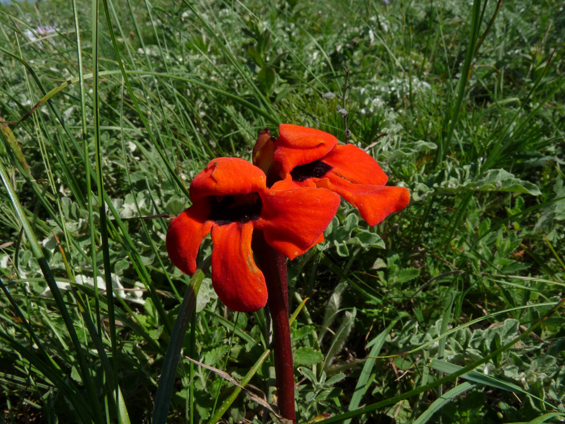 Image of Phelypaea coccinea specimen.