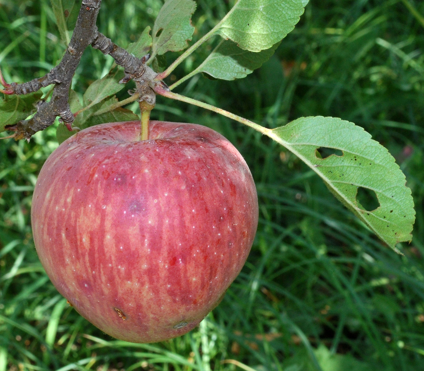 Изображение особи Malus domestica.