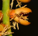 Arenga engleri