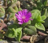 Aptenia cordifolia. Верхушка веточки с цветком. Крым, Черноморский р-н, с. Знаменское, в культуре на клумбе. 17 сентября 2017 г.