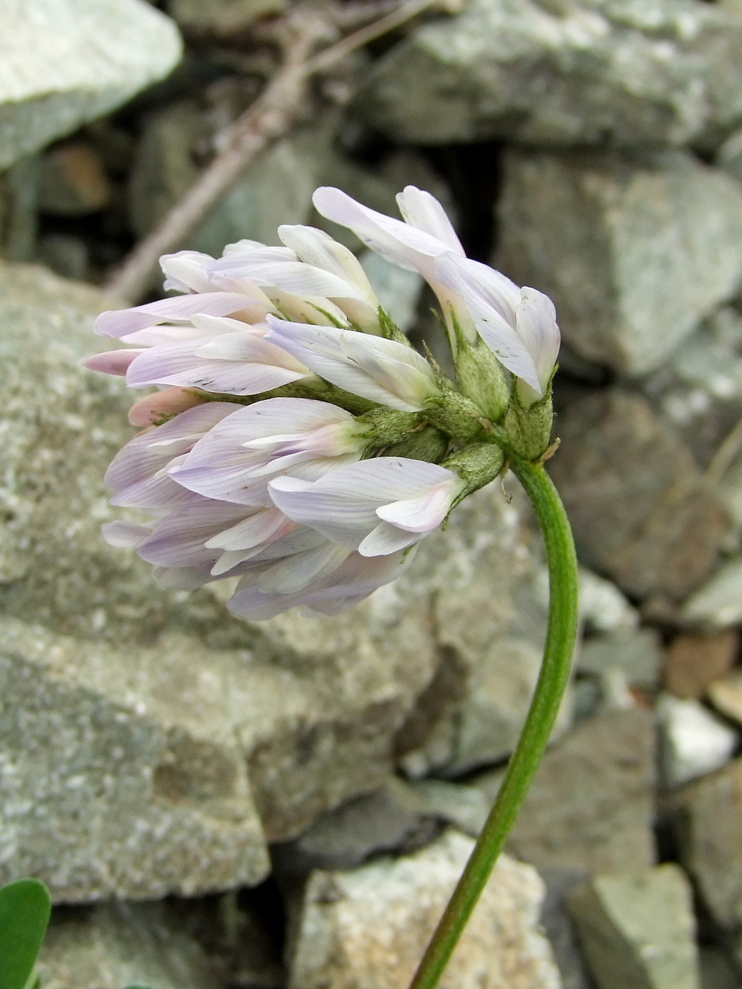 Изображение особи Astragalus boreomarinus.