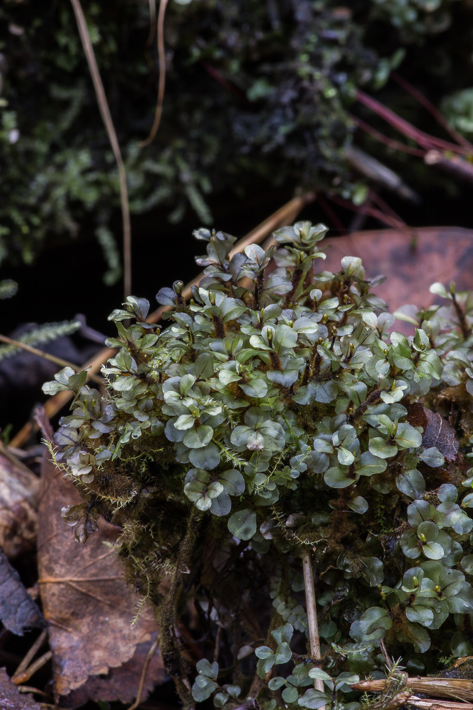 Изображение особи Rhizomnium pseudopunctatum.