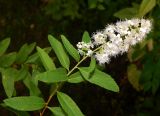 Spiraea alba