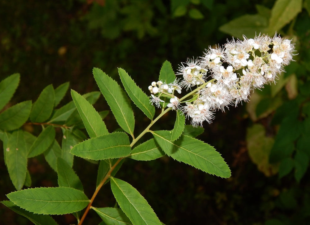 Image of Spiraea alba specimen.