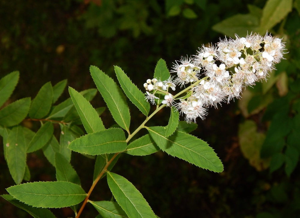 Изображение особи Spiraea alba.