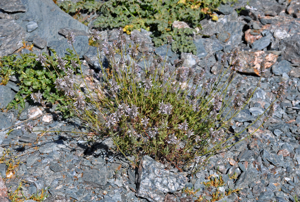 Изображение особи Nepeta podostachys.