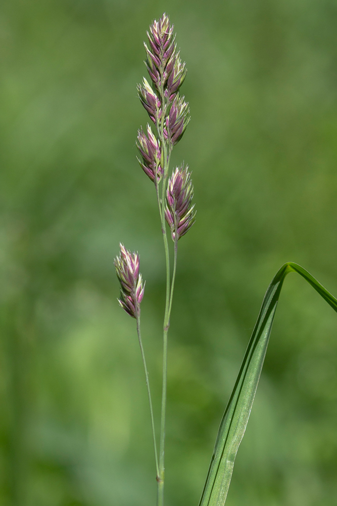 Изображение особи Dactylis glomerata.