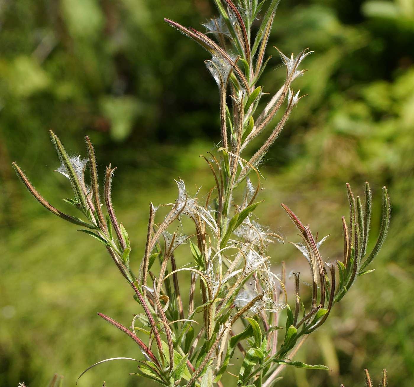 Изображение особи Epilobium villosum.