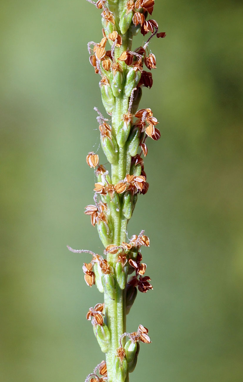 Изображение особи Plantago major.