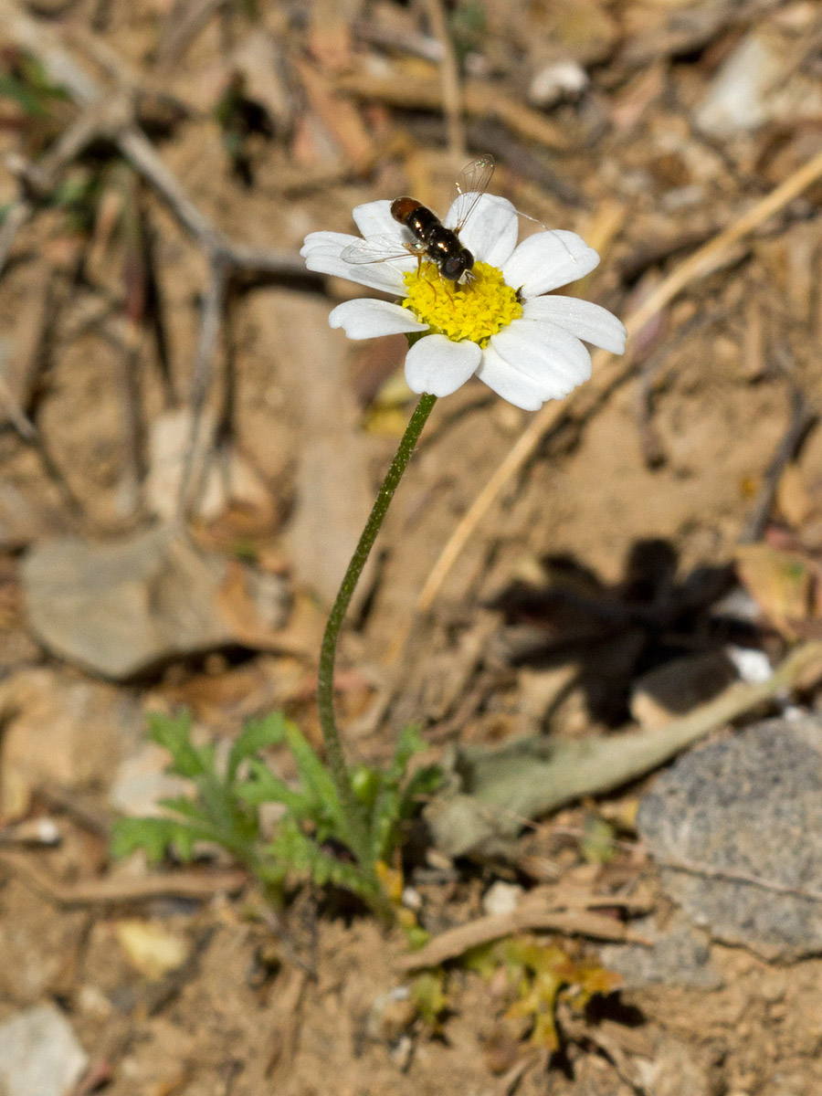 Image of Anthemis chia specimen.