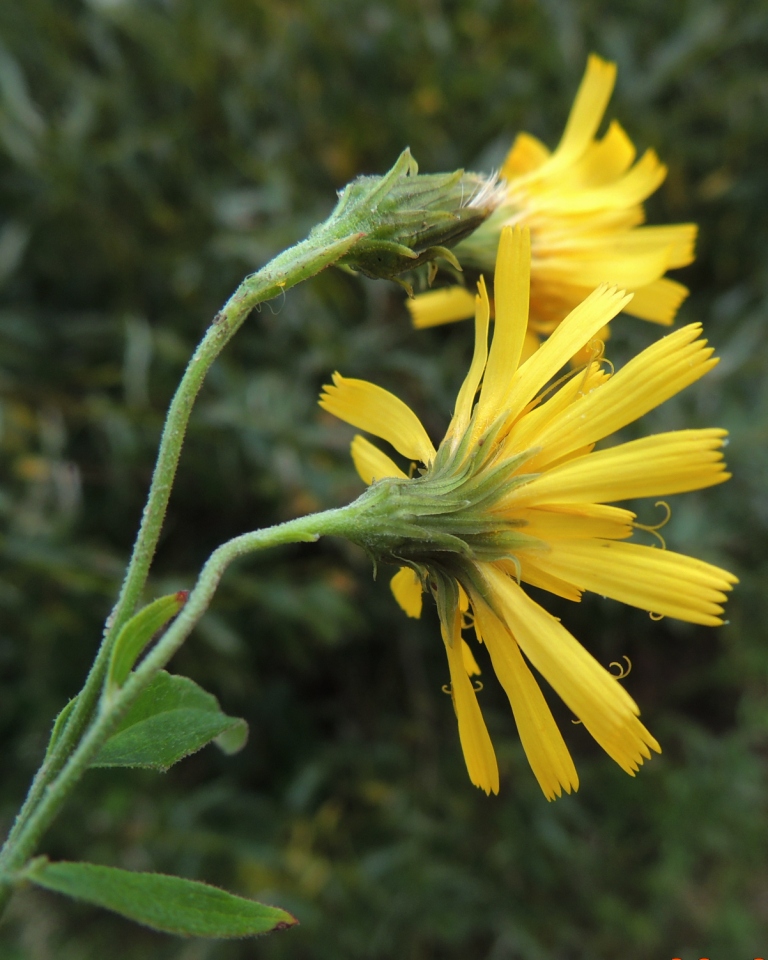 Изображение особи Hieracium subarctophilum.