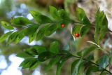 Ruscus colchicus. Плодоносящие и цветущие ветви. Краснодарский край, г. Сочи, окр. мкр-на Хоста, тисо-самшитовая роща. 13.04.2013.