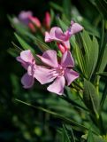 Nerium oleander. Цветки и листья. Крым, Никитский ботанический сад, в культуре. 13.08.2007.