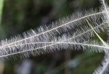 Stipa pennata