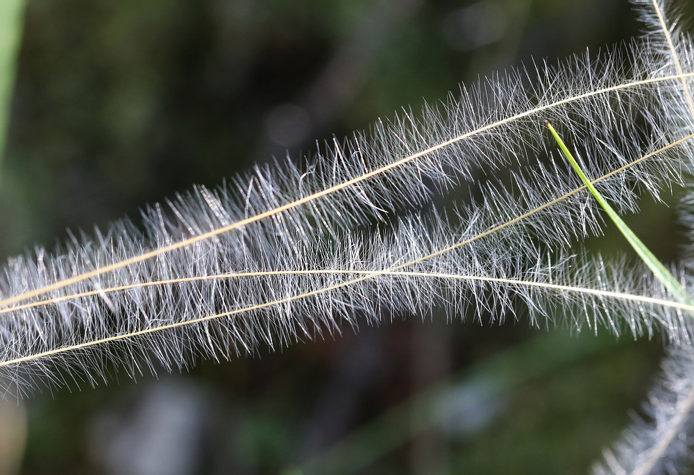 Изображение особи Stipa pennata.