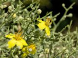 Verbascum spinosum. Побеги с цветками и бутонами. Греция, о-в Крит, ном Ханья (Νομός Χανίων), дим Платаньяс (Δήμος Πλατανιά), горный массив Лефка Ори (Λευκά Όρη), урочище Ксилоскало (Ξυλόσκαλο), ≈ 1200 м н.у.м., каменистый склон у автомобильной дороги. 28 июня 2017 г.