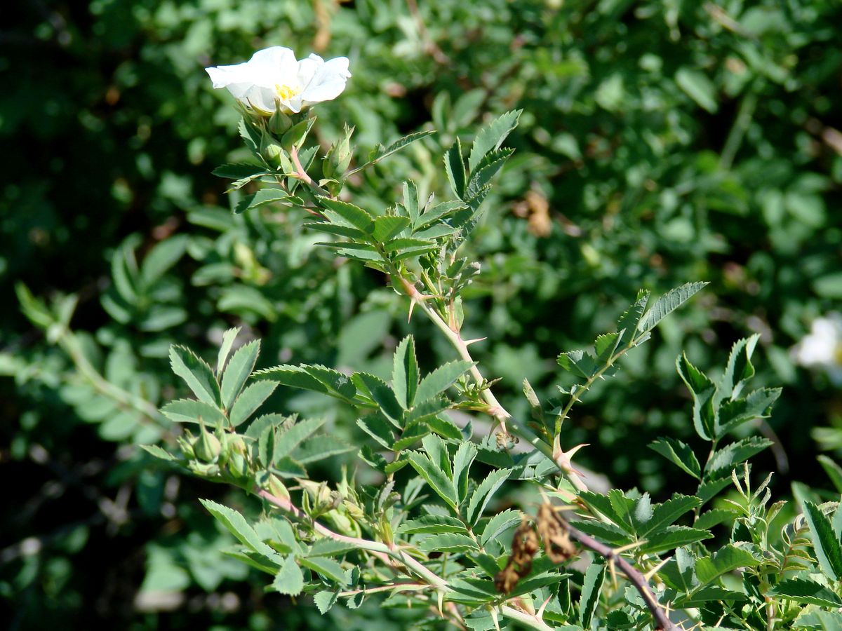 Image of genus Rosa specimen.