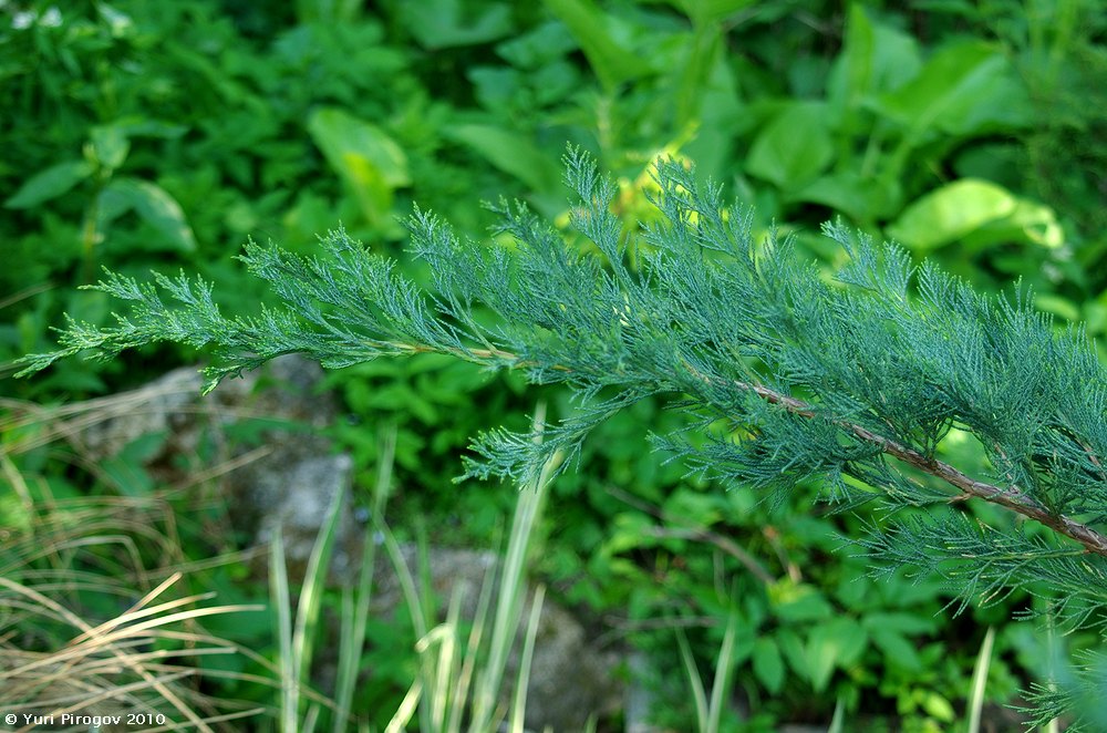 Image of Juniperus sargentii specimen.