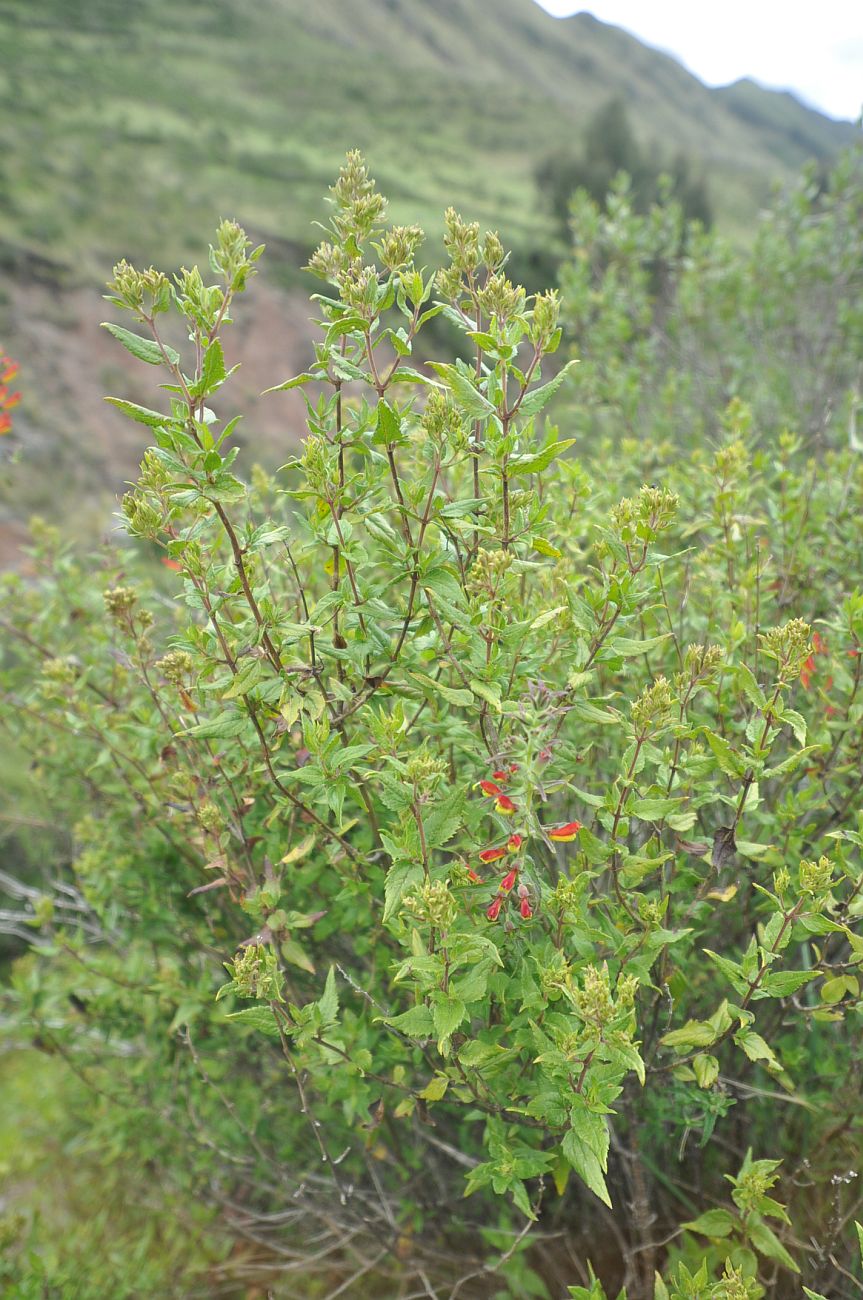 Изображение особи Bartsia camporum.